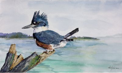 100-249 belted kingfisher